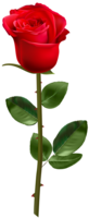 flowers & Rose free transparent png image.