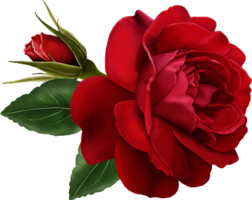 flowers & rose free transparent png image.