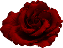 flowers & Rose free transparent png image.