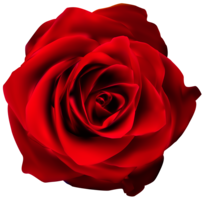 flowers & rose free transparent png image.