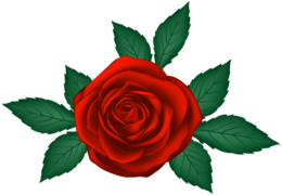 flowers & Rose free transparent png image.