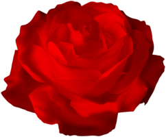 flowers & Rose free transparent png image.