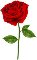 flowers & Rose free transparent png image.