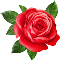 flowers & Rose free transparent png image.