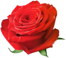 flowers & rose free transparent png image.