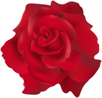 flowers & Rose free transparent png image.