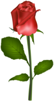 flowers & Rose free transparent png image.