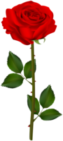 flowers & Rose free transparent png image.