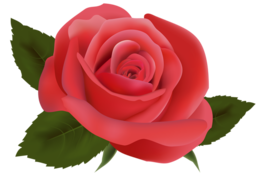 flowers & rose free transparent png image.