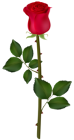 flowers & rose free transparent png image.