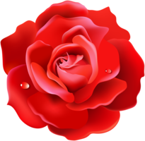 flowers & rose free transparent png image.