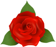 flowers & rose free transparent png image.