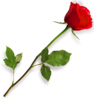 flowers & Rose free transparent png image.