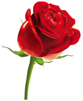 flowers & rose free transparent png image.