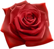 flowers & rose free transparent png image.