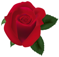 flowers & Rose free transparent png image.