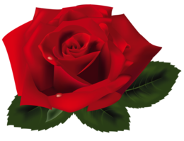 flowers & rose free transparent png image.