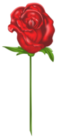 flowers & rose free transparent png image.