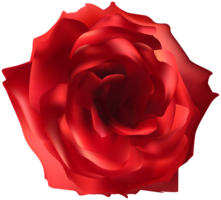 flowers & rose free transparent png image.