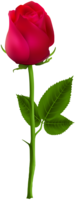 flowers & Rose free transparent png image.