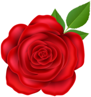 flowers & Rose free transparent png image.