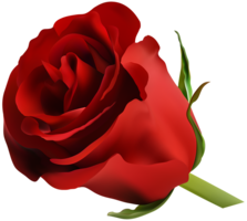 flowers & Rose free transparent png image.