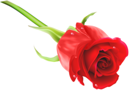 flowers & Rose free transparent png image.