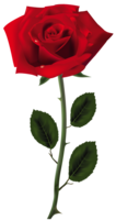 flowers & Rose free transparent png image.