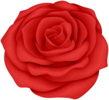 flowers & Rose free transparent png image.