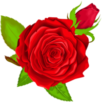 flowers & Rose free transparent png image.