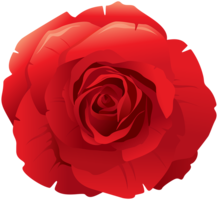 flowers & Rose free transparent png image.