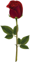 flowers & Rose free transparent png image.