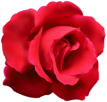 flowers & Rose free transparent png image.