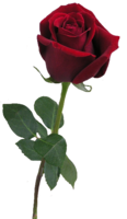 flowers & Rose free transparent png image.