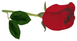 flowers & Rose free transparent png image.