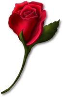 flowers & Rose free transparent png image.