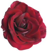 flowers & Rose free transparent png image.