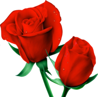 flowers & Rose free transparent png image.