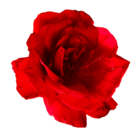 flowers & Rose free transparent png image.