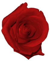 flowers & Rose free transparent png image.