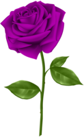 flowers & rose free transparent png image.