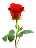 flowers & Rose free transparent png image.