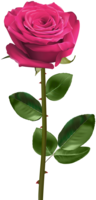 flowers & Rose free transparent png image.