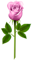 flowers & rose free transparent png image.