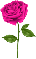 flowers & Rose free transparent png image.