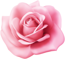 flowers & Rose free transparent png image.