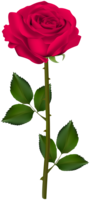 flowers & Rose free transparent png image.