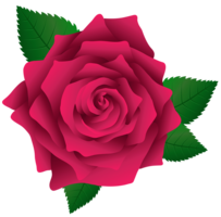 flowers & Rose free transparent png image.