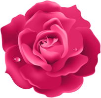 flowers & Rose free transparent png image.