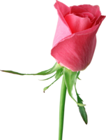 flowers & rose free transparent png image.